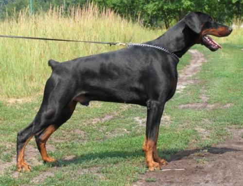 Sorrel z Padoku | Black Doberman Pinscher