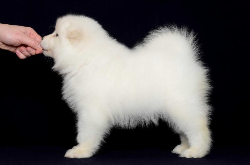 PENKTAS ELEMENTAS MAGICO LUMOS | Samoyed 