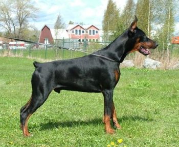 Shadow z Padoku | Black Doberman Pinscher