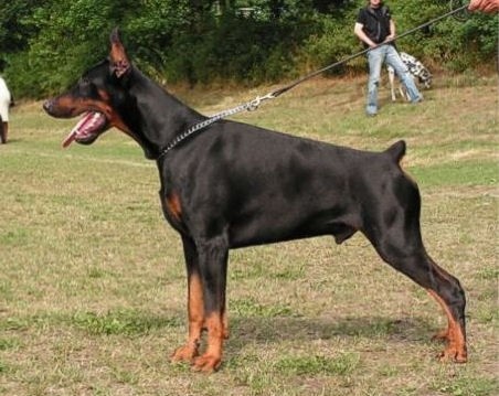 Scott z Padoku | Black Doberman Pinscher