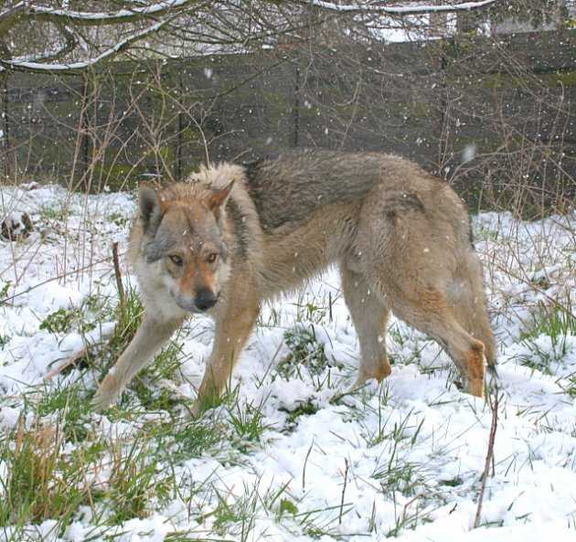 Foalan P'tits Loups d'Amour | Czechoslovakian Wolfdog 