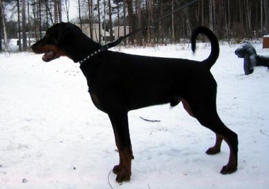 Däsy's Jingo-Tezter | Black Doberman Pinscher