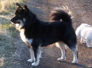 Kersins Svarti Pétur | Icelandic Sheepdog 