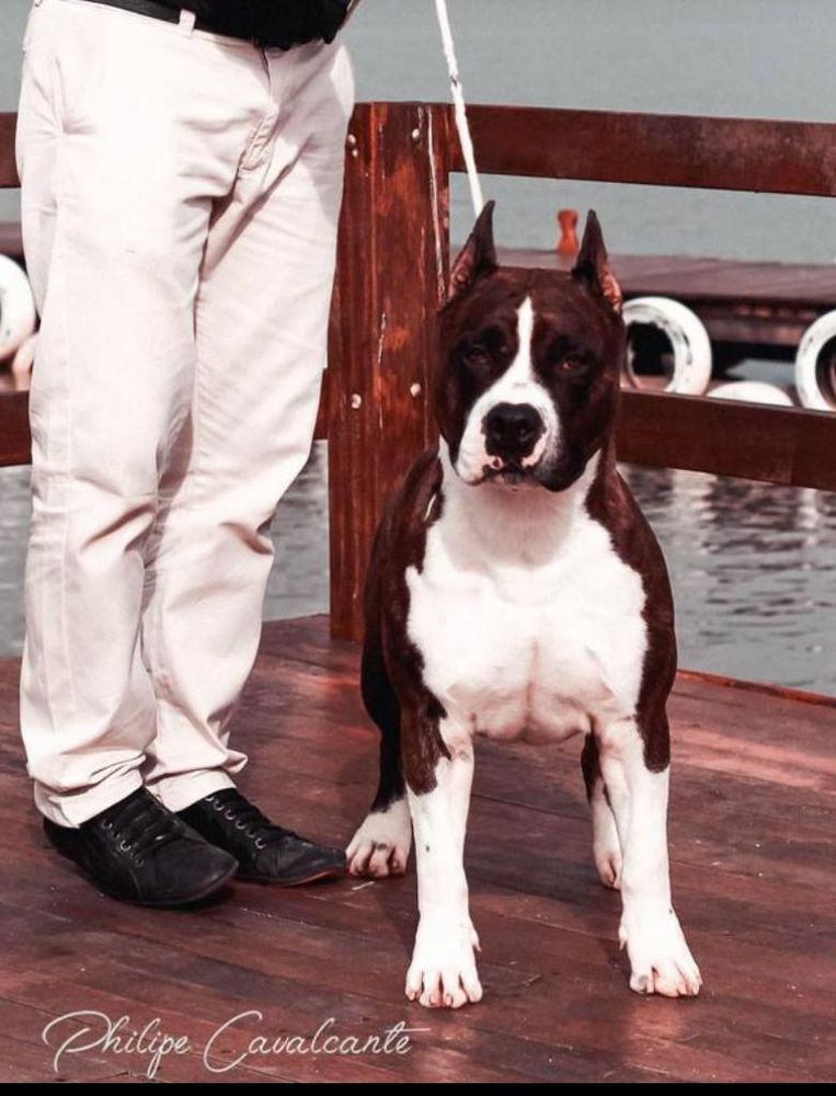 AmStaff Camarilha Sandor Clegane | American Staffordshire Terrier 