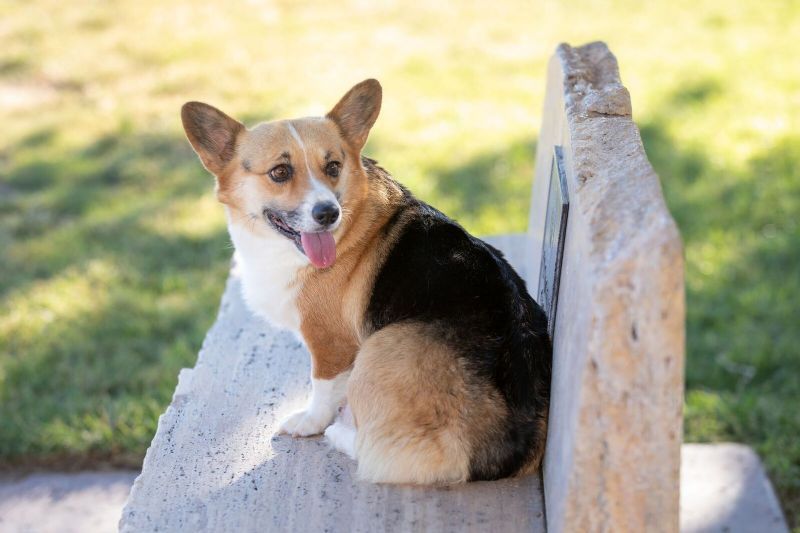 Diamonds In The Ruff Sancy | Pembroke Welsh Corgi 