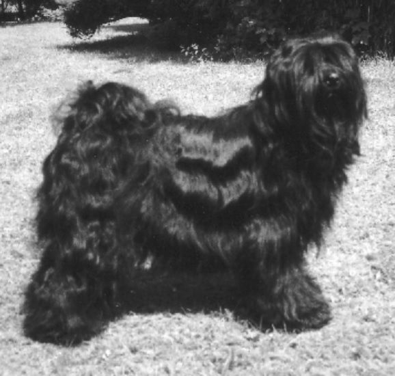 SILGARHI PHU'TI | Tibetan Terrier 