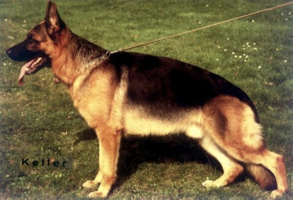 Karly von der Noriswand | German Shepherd Dog 