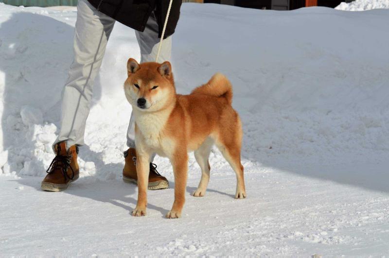 HIMAWARI GO SAPPORO KAGASOU | Shiba Inu 