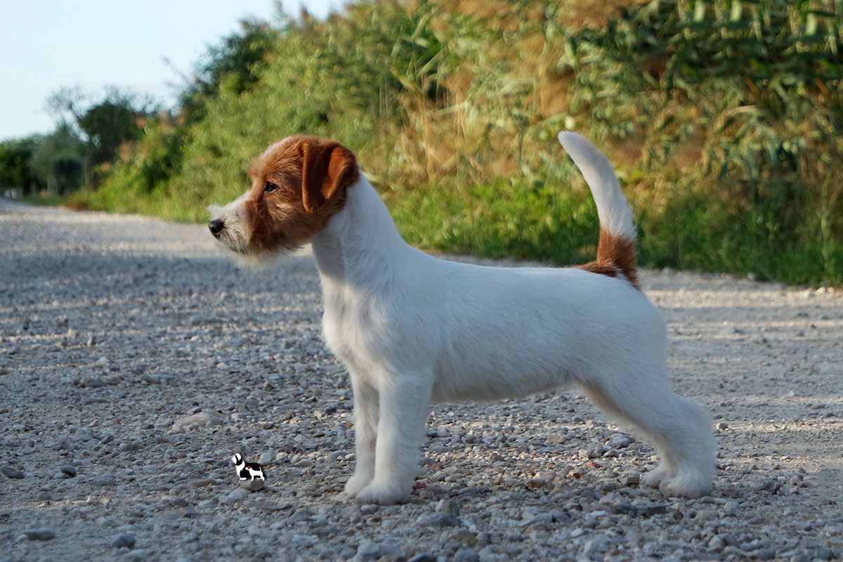 Jackandfish Glitter Gold | Jack Russell Terrier 