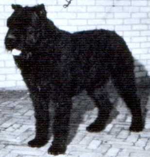 Hoss v.d. Horzeldijk | Bouvier des Flandres 