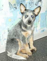 Koerustükk Blue Star | Australian Cattle Dog 