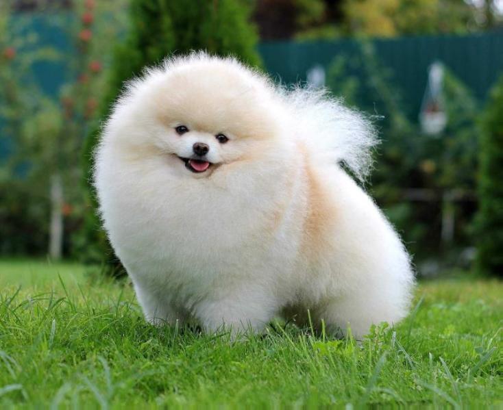 Toy Taun Optimus Prime | Pomeranian 
