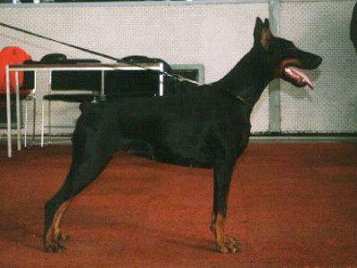 Nadja Nikita di  Altobello | Black Doberman Pinscher