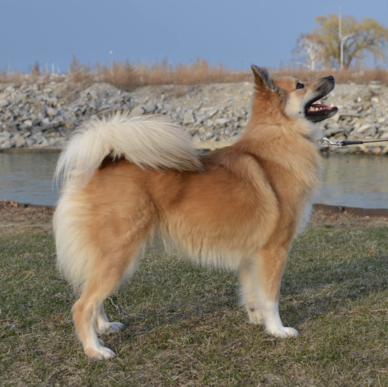 McEremons Rosa | Icelandic Sheepdog 
