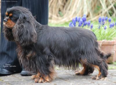 Rabymar Aphrodite | Cavalier King Charles Spaniel 