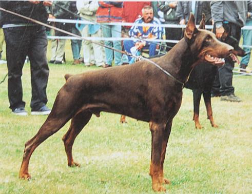 Tai Taras Aegida | Brown Doberman Pinscher