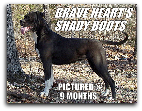 Brave heart'S shady boots | American Bulldog 