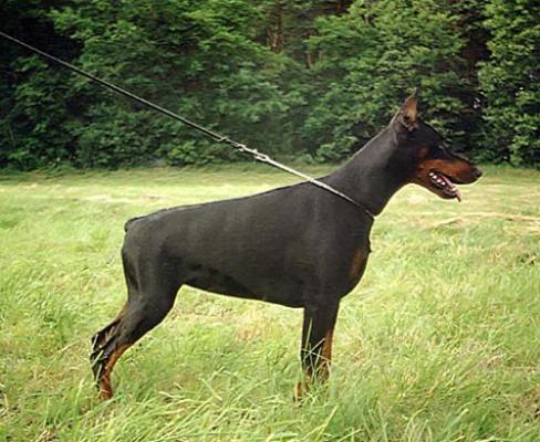 Dea z Nory Susla | Black Doberman Pinscher