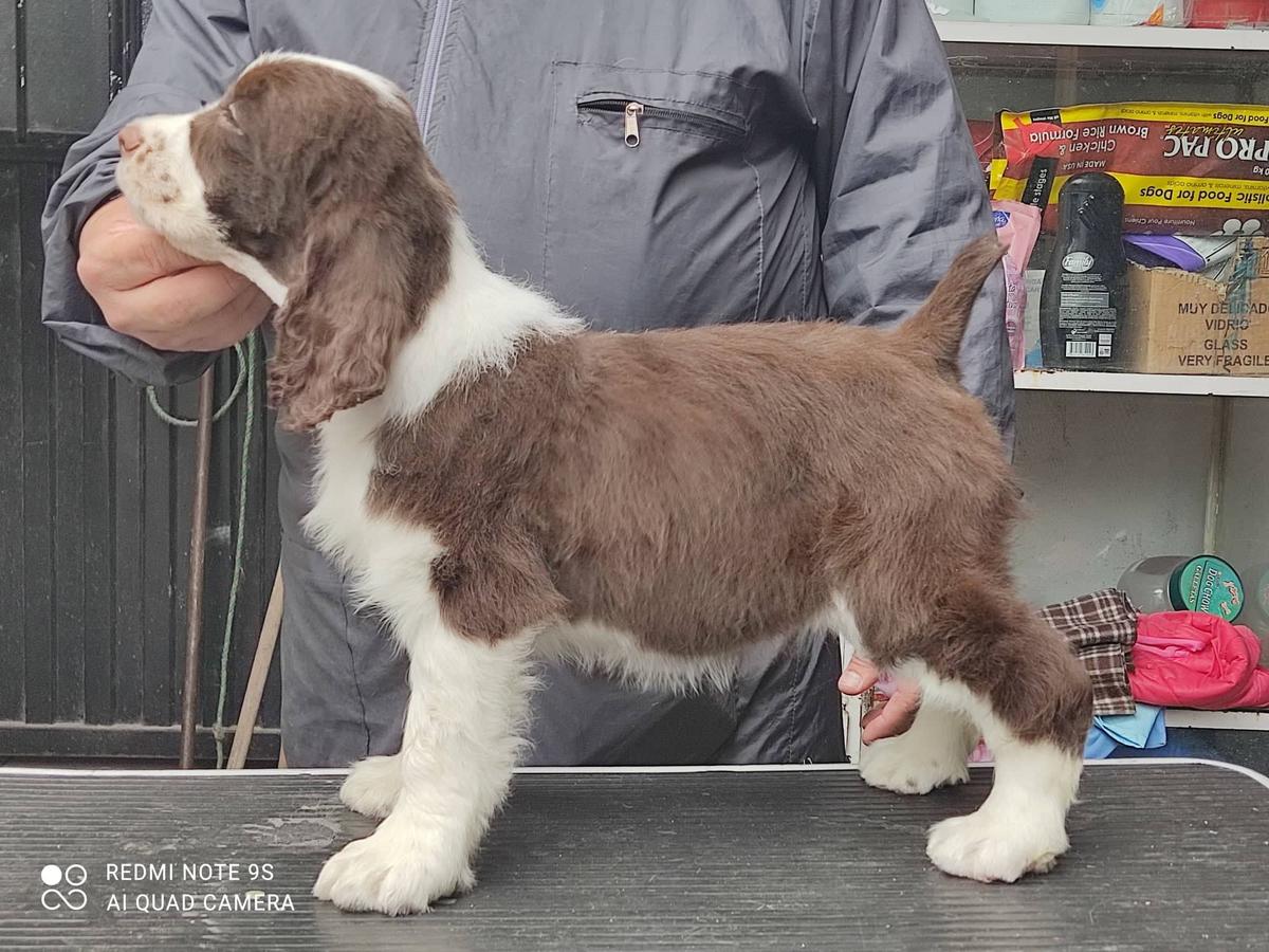 kENNICE ANSOL DE COTOPAXI | English Springer Spaniel 