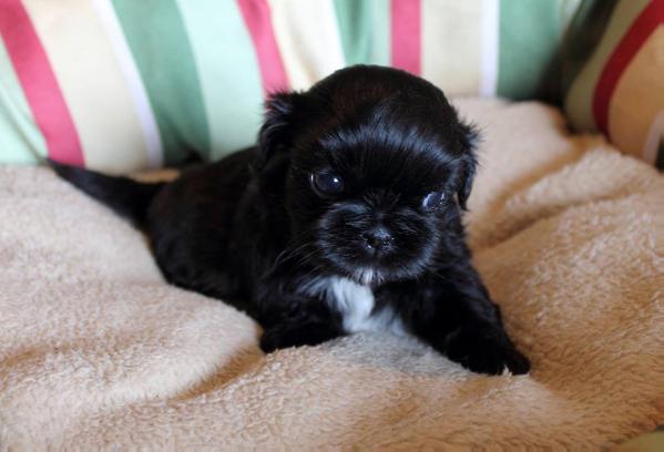 Cobblestone Black Is The New Red | Shih Tzu 