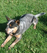 Karjapeni Bond | Australian Cattle Dog 