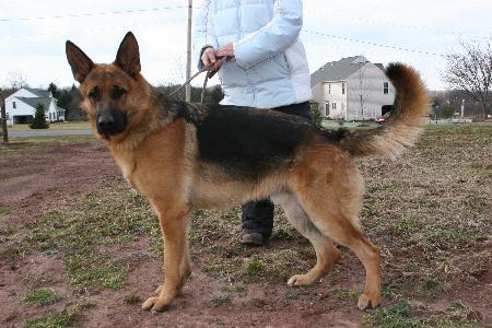 Carlo van de Stokhasselt | German Shepherd Dog 