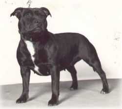 Borstaff Betty Bobbitt | Staffordshire Bull Terrier 