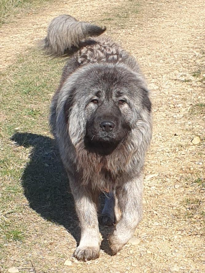 KIRALYA RUSSTIL K.O | Caucasian Mountain Dog 