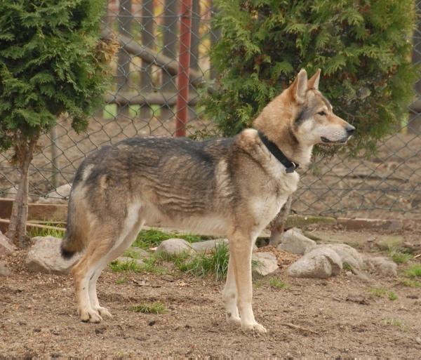 Iran Zemplínska oblast' | Czechoslovakian Wolfdog 