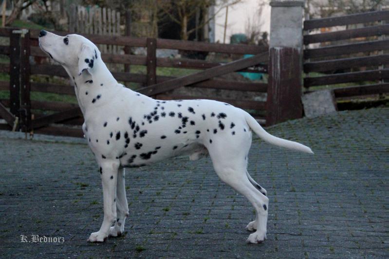 Kajugah aus dem Haus Punctum | Dalmatian 