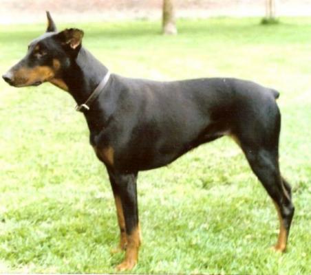 Elisa v. Maarssenveen | Black Doberman Pinscher