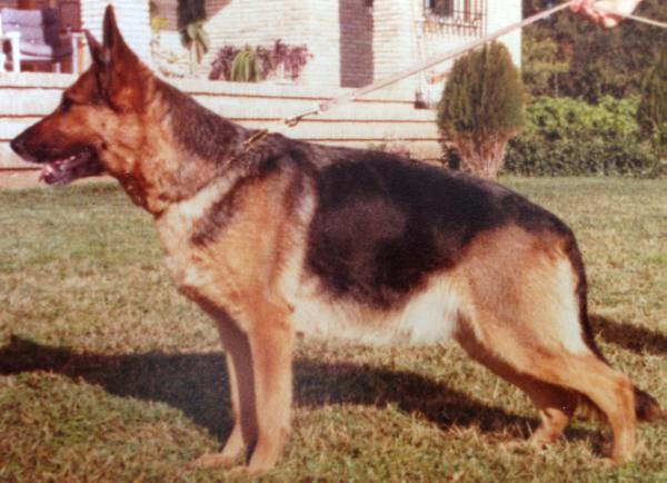 Nora vom Schwimmbadbusch | German Shepherd Dog 