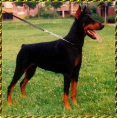 Judifax Eyentle | Black Doberman Pinscher