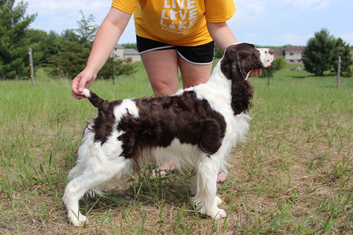 Segre's Dressed For Success at VinEwood | English Springer Spaniel 