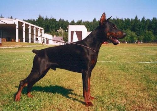 Kirk Kroy z Helfstyna | Black Doberman Pinscher