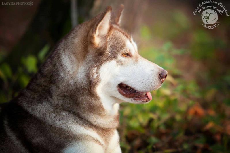 Nevsky Charm Carovnitca Solveig | Alaskan Malamute 
