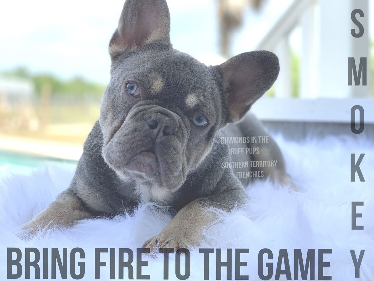 Southern Territory and Diamonds Smoking Hot Smokey | French Bulldog 