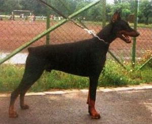 Aslan v.'t Gröne Land | Black Doberman Pinscher