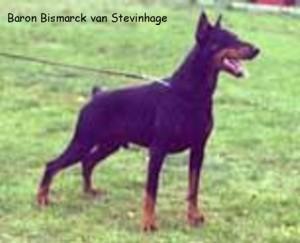 Baron Bismarck v. Stevinhage | Black Doberman Pinscher