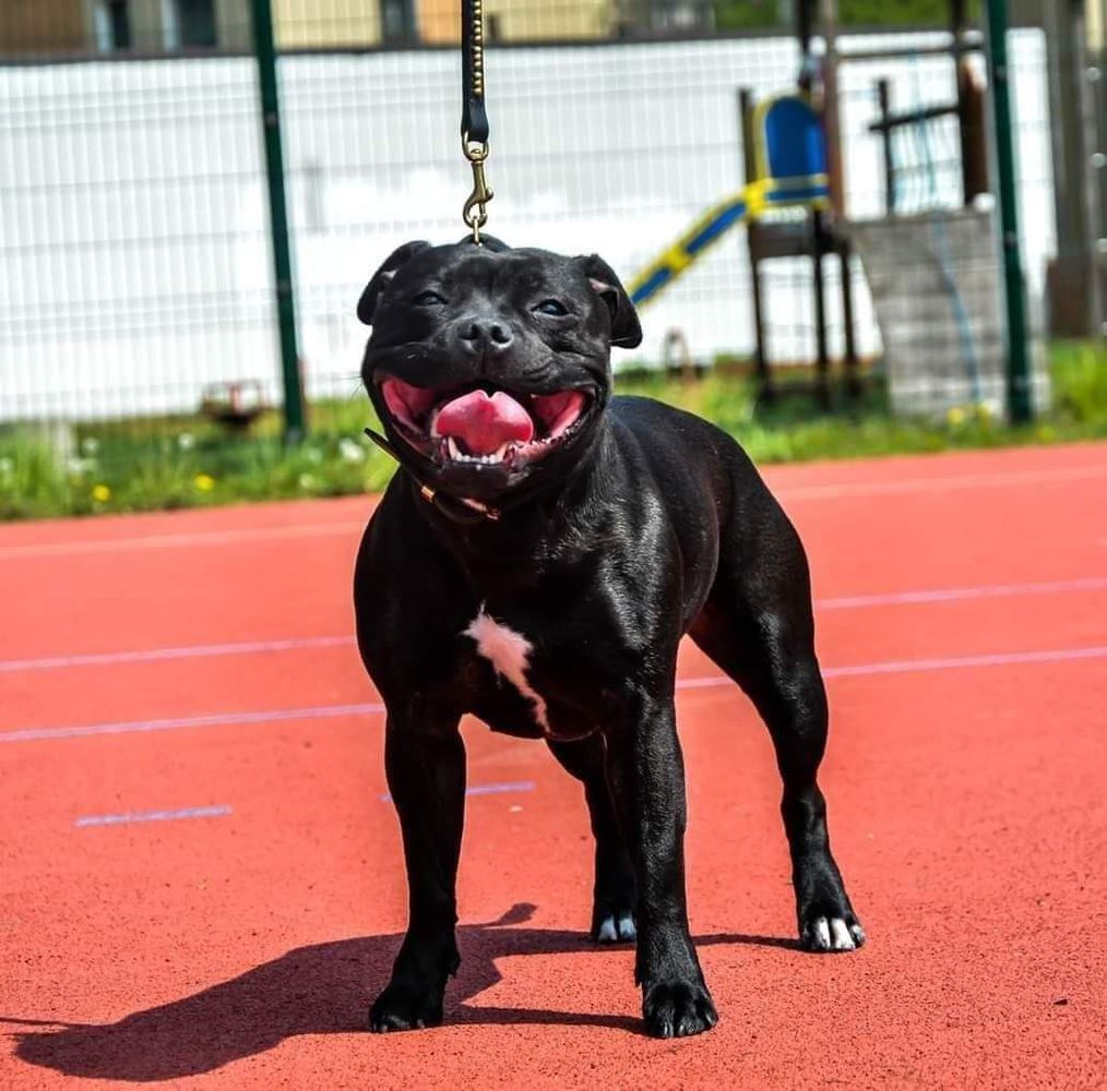 MINNIE MOUSE Cockney Bullysters | Staffordshire Bull Terrier 