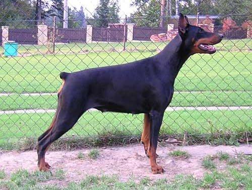 Quartessa Quirra z Helfstyna | Black Doberman Pinscher