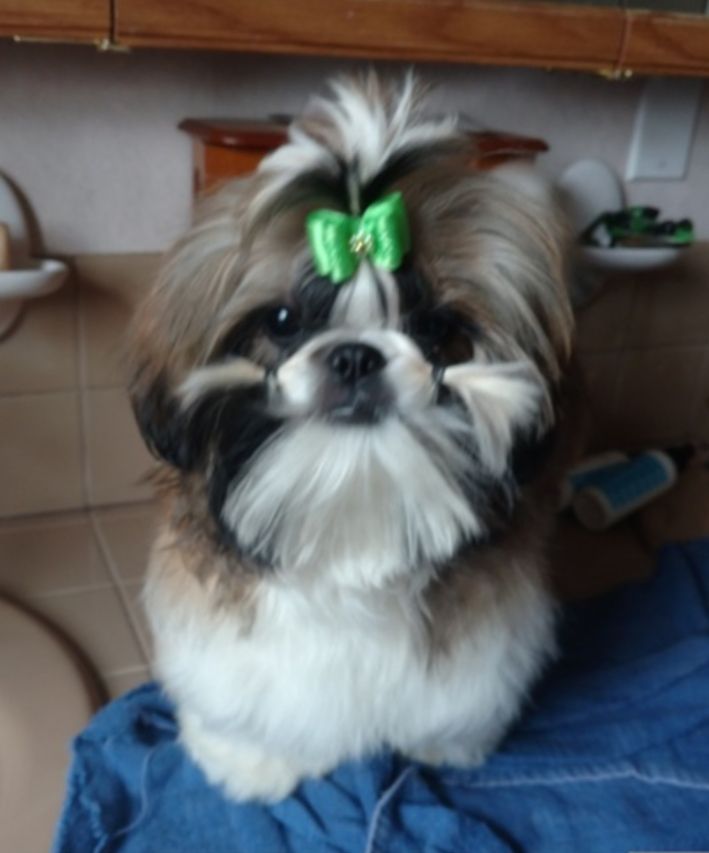 LOVE BUGS LITTLE RICKY | Shih Tzu 