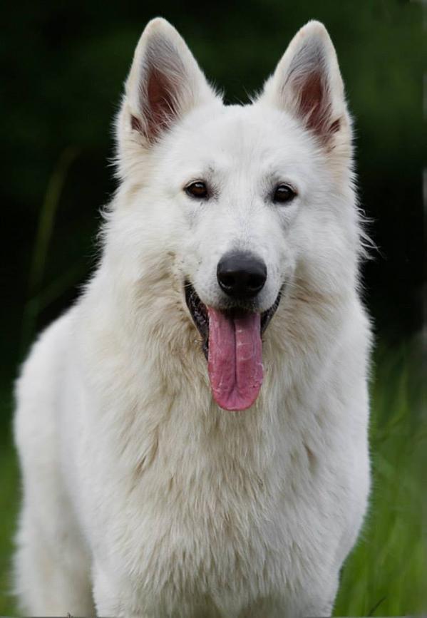 Aaron von isegrims weisse erben | White Swiss Shepherd Dog 