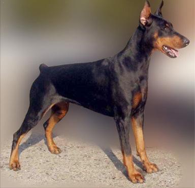 Britannica Goldest Diamond | Black Doberman Pinscher