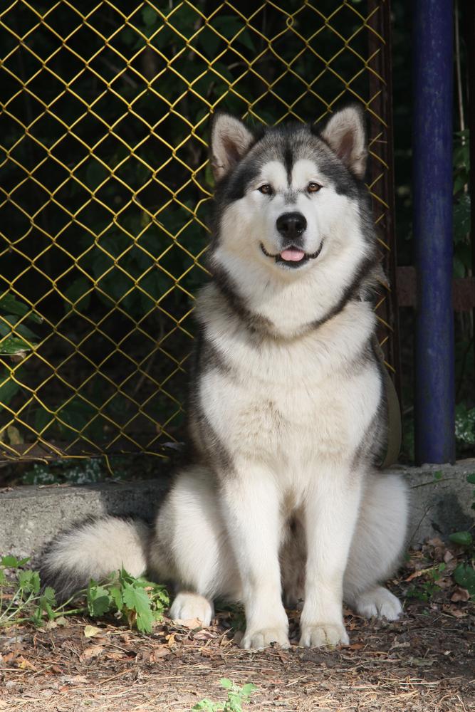 ELIS DENALI MERCEDES | Alaskan Malamute 