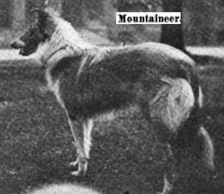 Mountaineer | Rough Collie 