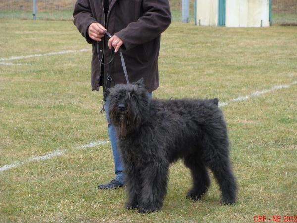 Vito du clos des menthes sauvages | Bouvier des Flandres 