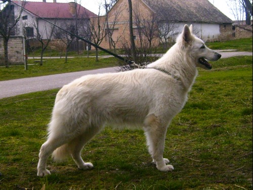 Beti Sivacki Biser | White Swiss Shepherd Dog 