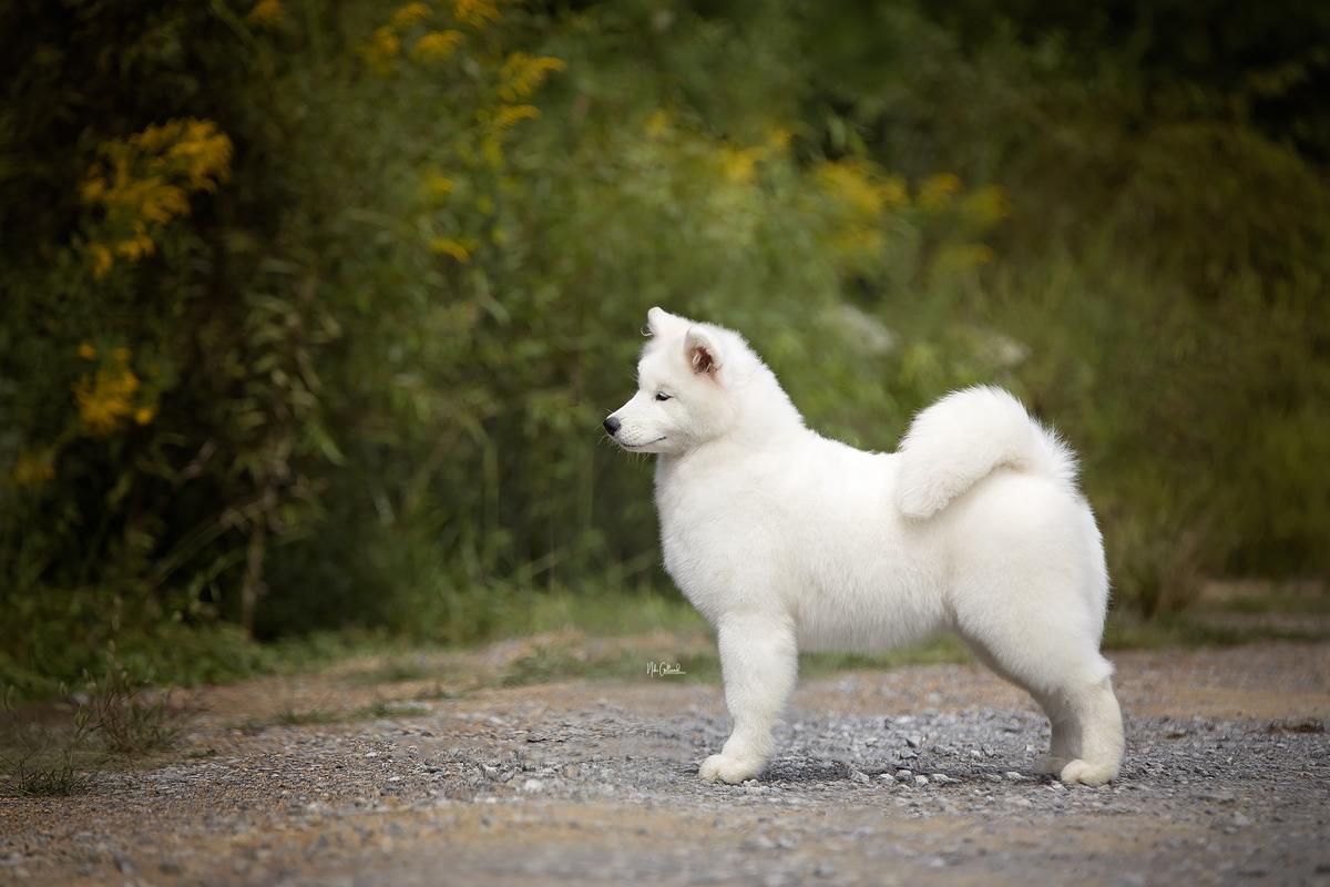 Snowshoe's Come On Get Happy | Samoyed 