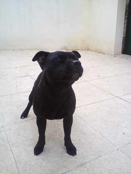 Jamaïka | Staffordshire Bull Terrier 